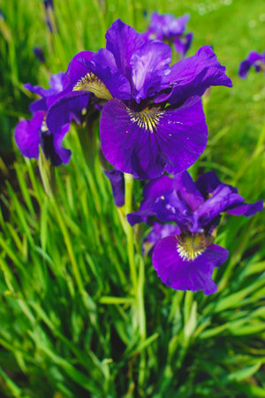 Purple iris flowers in the garden. Selective focus. Captured in Tallinn Botanical garden.の写真素材
