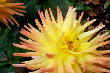 Dahlia flower fliesの写真素材