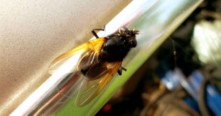 It is a flyの写真素材