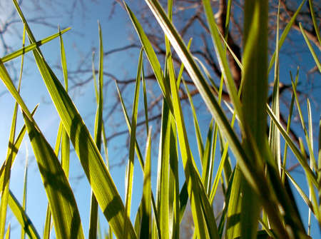 Green grassの写真素材