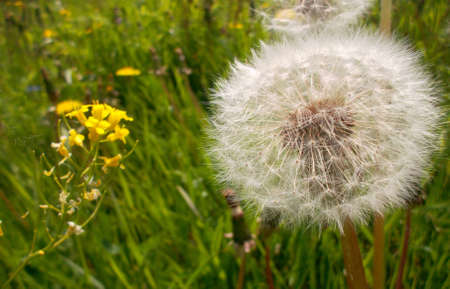 Deflorated dandelionの写真素材