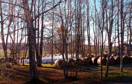 Birch Treesの写真素材