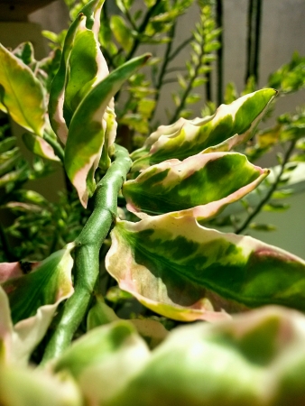 Green plantの素材