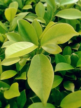 Leafy greens closeupの素材