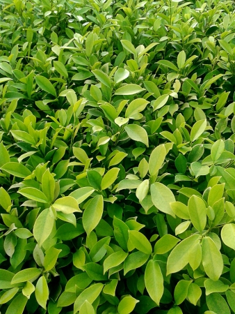 Tree textureの素材