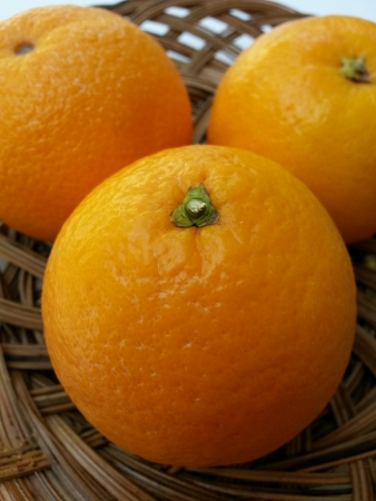 Oranges in a basketの素材