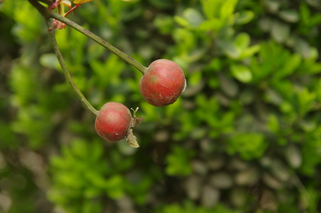 Wild berry fruitsの写真素材