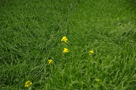 Flowers and underbrushの写真素材