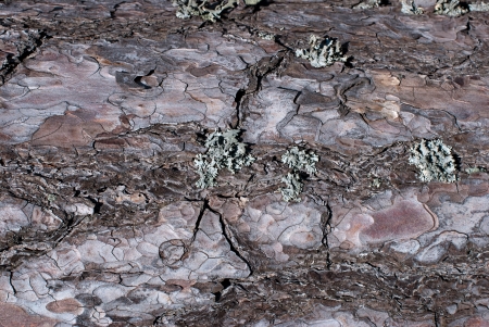 The bark of pine trees. The texture of the background.の写真素材