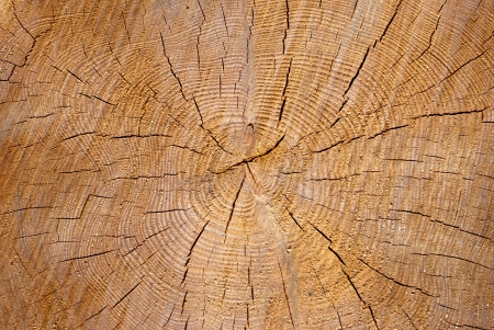 Texture, wood shot on the shores of the Gulf of Finland の写真素材