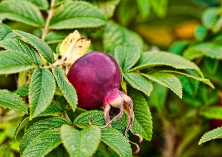 Bush hips. Focus on the foreground.の写真素材