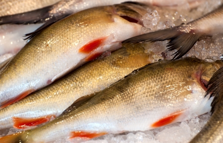 Fresh fish on ice  Market on the Baltic Sea の写真素材