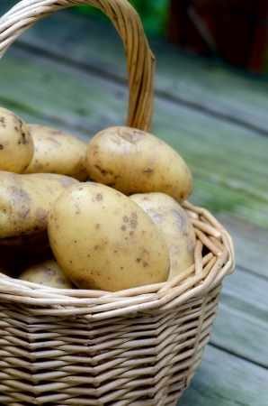 Fresh potatoes in a basketの写真素材
