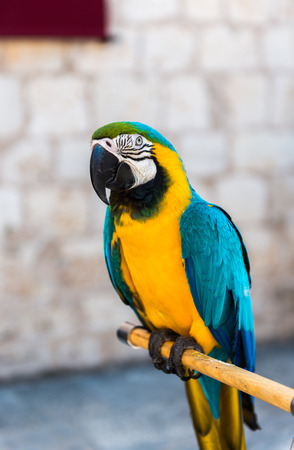 Beautiful Pet Parrotの写真素材
