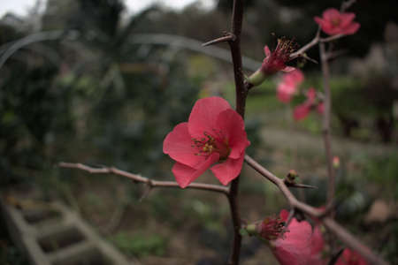 Flower Quince Flowerの写真素材