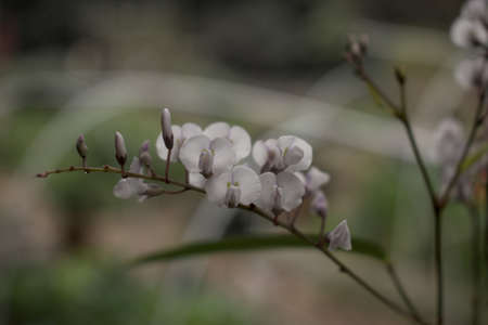 Creeper in Flowerの写真素材