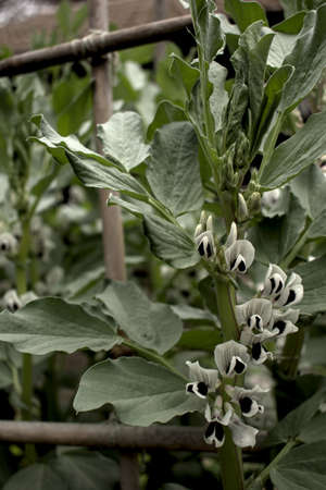 Broad beans in flowerの写真素材