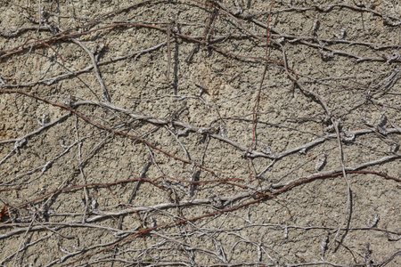 Close up texture of winter climbing plant on a plastered wall, in a sunny dayの写真素材