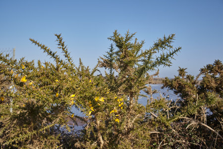Big bush texture with pointed green leaves and yellow flowers, Gorse, Alex europaeus, sunny light, sea in the backgroundの写真素材