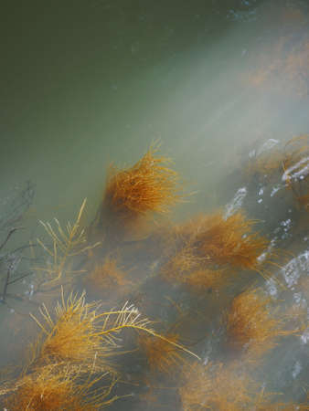 Roots in streams