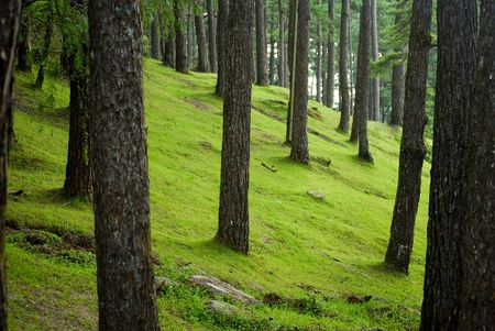 Pine Forestの写真素材