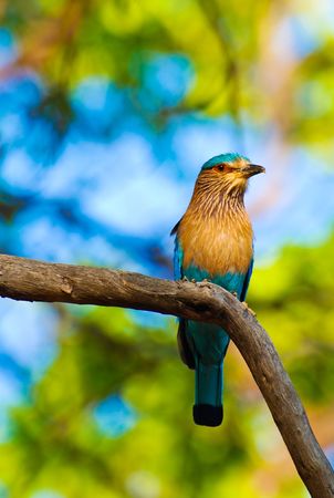 Bird on the Branchの写真素材