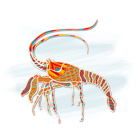 Shrimpのイラスト素材