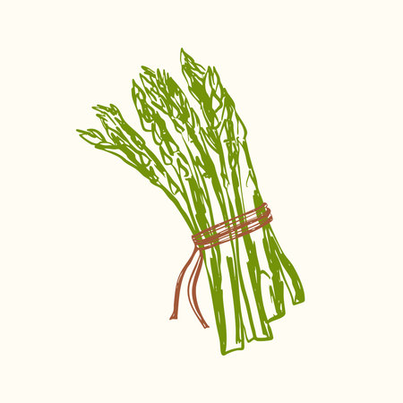 Hand-drawn asparagus illustration in fresh, organic style. Great for healthy food themes, farmerâs market designs, vegan recipes, kitchen art, packaging, and botanical prints.のイラスト素材