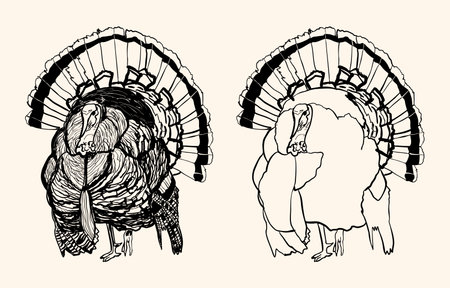 A vintage turkey set illustration showcasing classic detailed birds with rustic textures.のイラスト素材