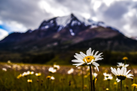 Flower and the mountainの写真素材