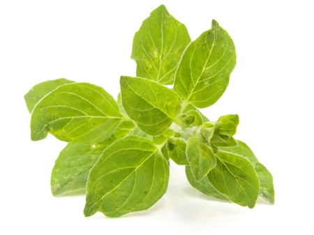 fresh aromatic oregano isolated on white backgroundの写真素材