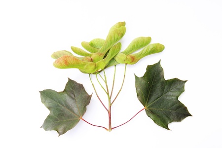 yound maple leafes and seeds isolated on white backgroundの写真素材