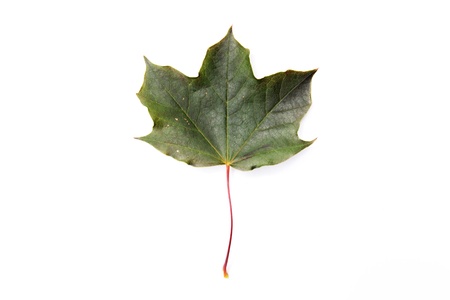 young maple leaf isolated on white backgroundの写真素材