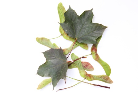 young sycamore seeds and leafes isolated on white backgroundの写真素材