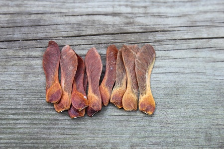 dried sycamore seeds in the gardenの写真素材