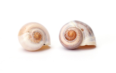 two snail shells isolated on white background