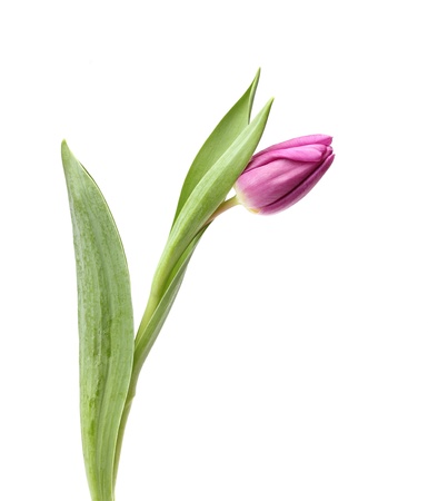 single purple tulip isolated on white backgroundの写真素材