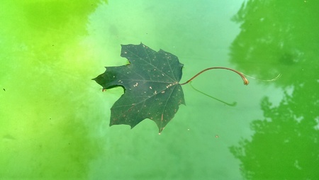maple leaf on green waterの素材