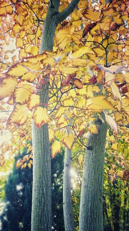 Maple trees with autumn leavesの素材