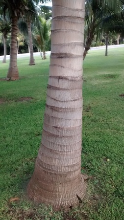 Palm treeの写真素材