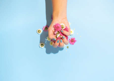 Female hands hold purple and white flower heads on a pastel blue background. Minimal concept with copy space. Top view, woman's day card and greeting card.の写真素材