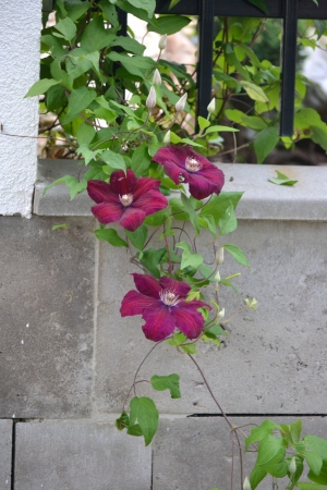 flowerの写真素材