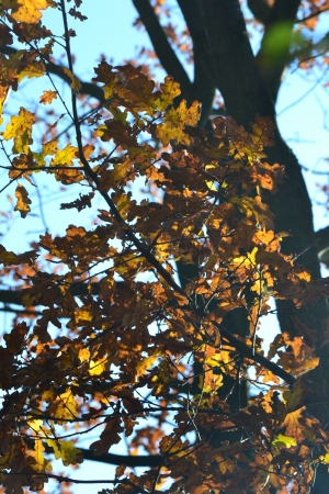 leavesの写真素材