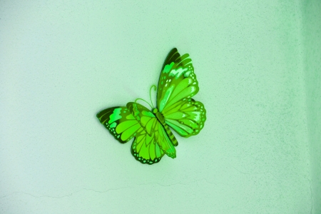 butterflyの写真素材