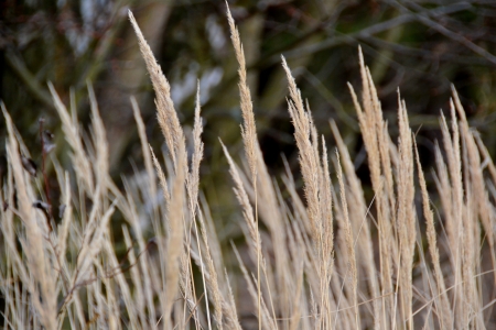 grassの写真素材