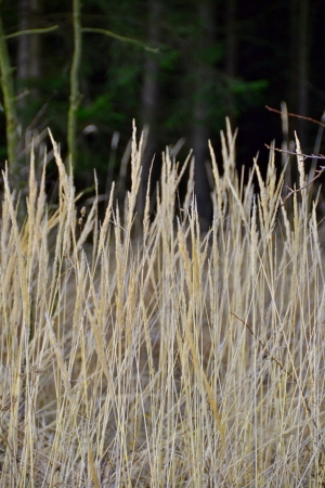 Grassの写真素材