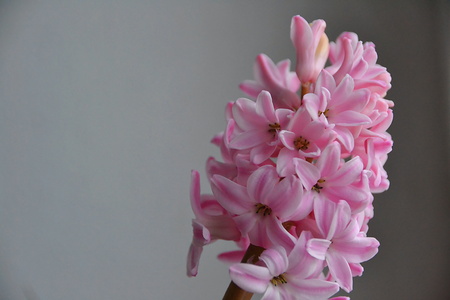 flowerの写真素材