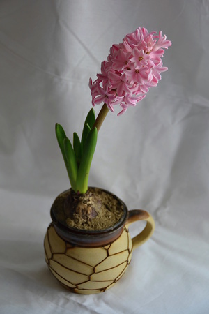 flowerの写真素材