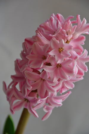 flowerの写真素材