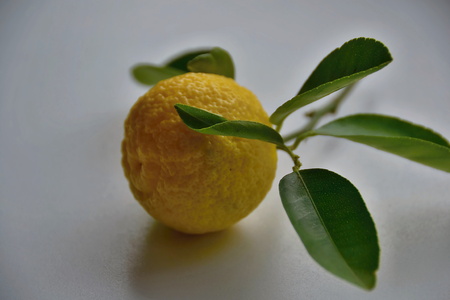 lemonの写真素材